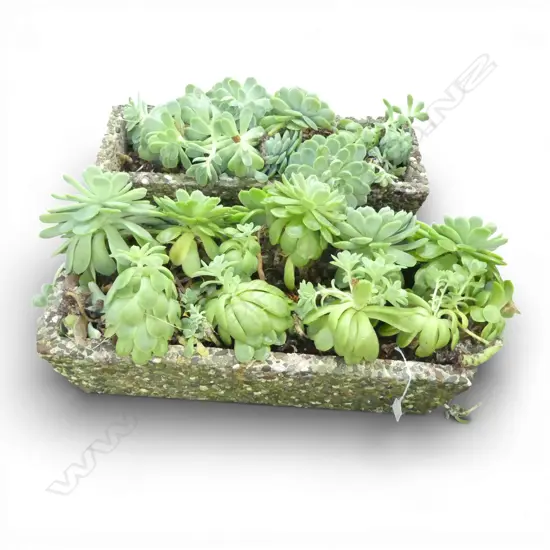 PR CONCRETE PEBBLE PLANTERS w. SUCCULENTS W.570mm