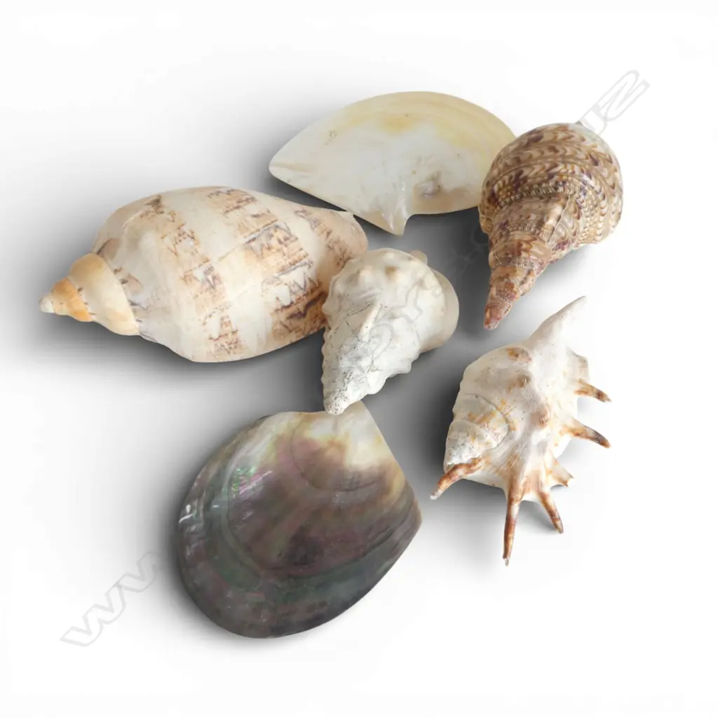 SIX ASSORTED SHELLS From the estate of jeweller Simon Misdale. Image 1++