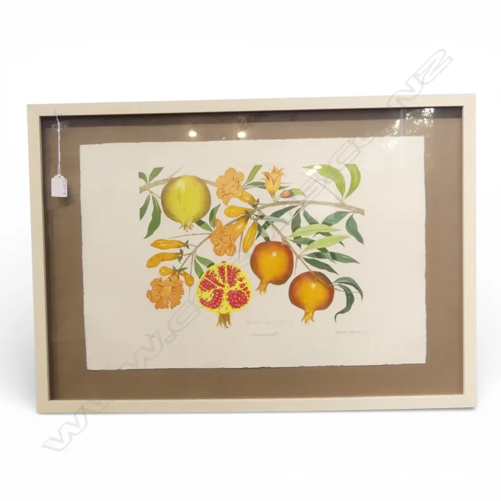 BRYAN POOLE, POMEGRANATE, HAND COLOURED ETCHING Ed. 35/100, 380x570mm Image 1++