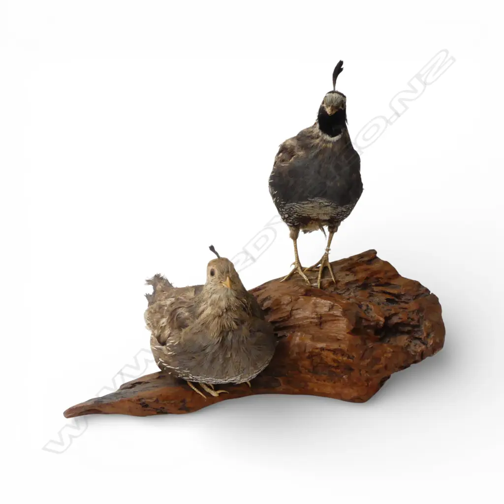 PAIR OF TAXIDERMY QUAILS L.320mm Image 1++