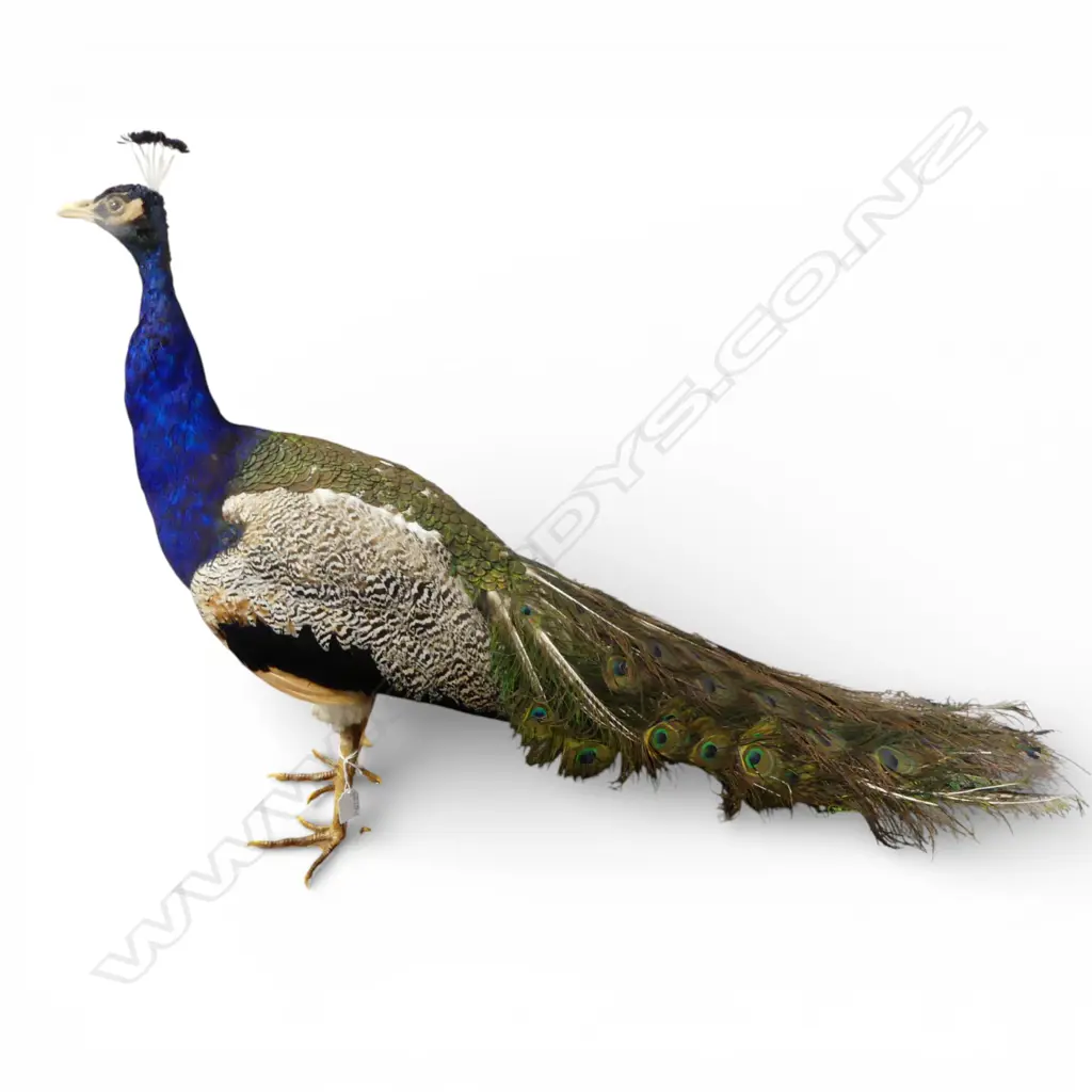 Taxidermy peacock with head held high. Mounted on wooden base. L.1000mm approx Image 1++