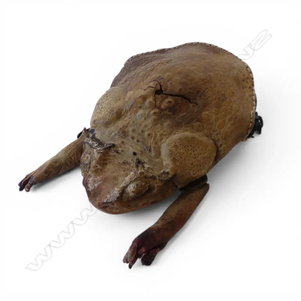 TAXIDERMY TOAD LEATHER PURSE L.115mm Image 1++