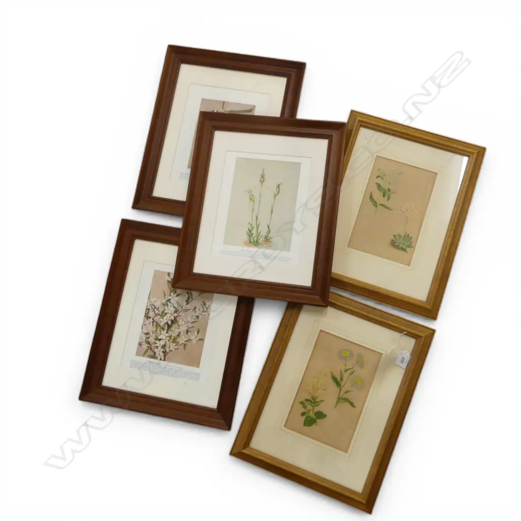 5 BOTANICAL PRINTS 250x200mm Image 1++