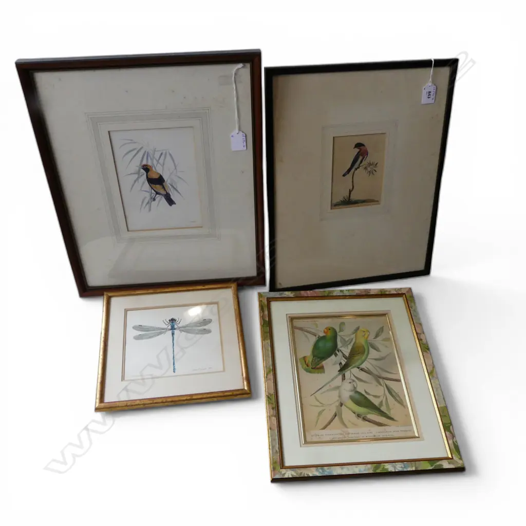 4 PRINTS OF BIRDS & INSECTS, INCL CASSELS PARAKEETS, DAVE GUNSON DRAGONFLY W/C, PRINT FROM THE NATURALIST'S  MISCELLANY Image 1++