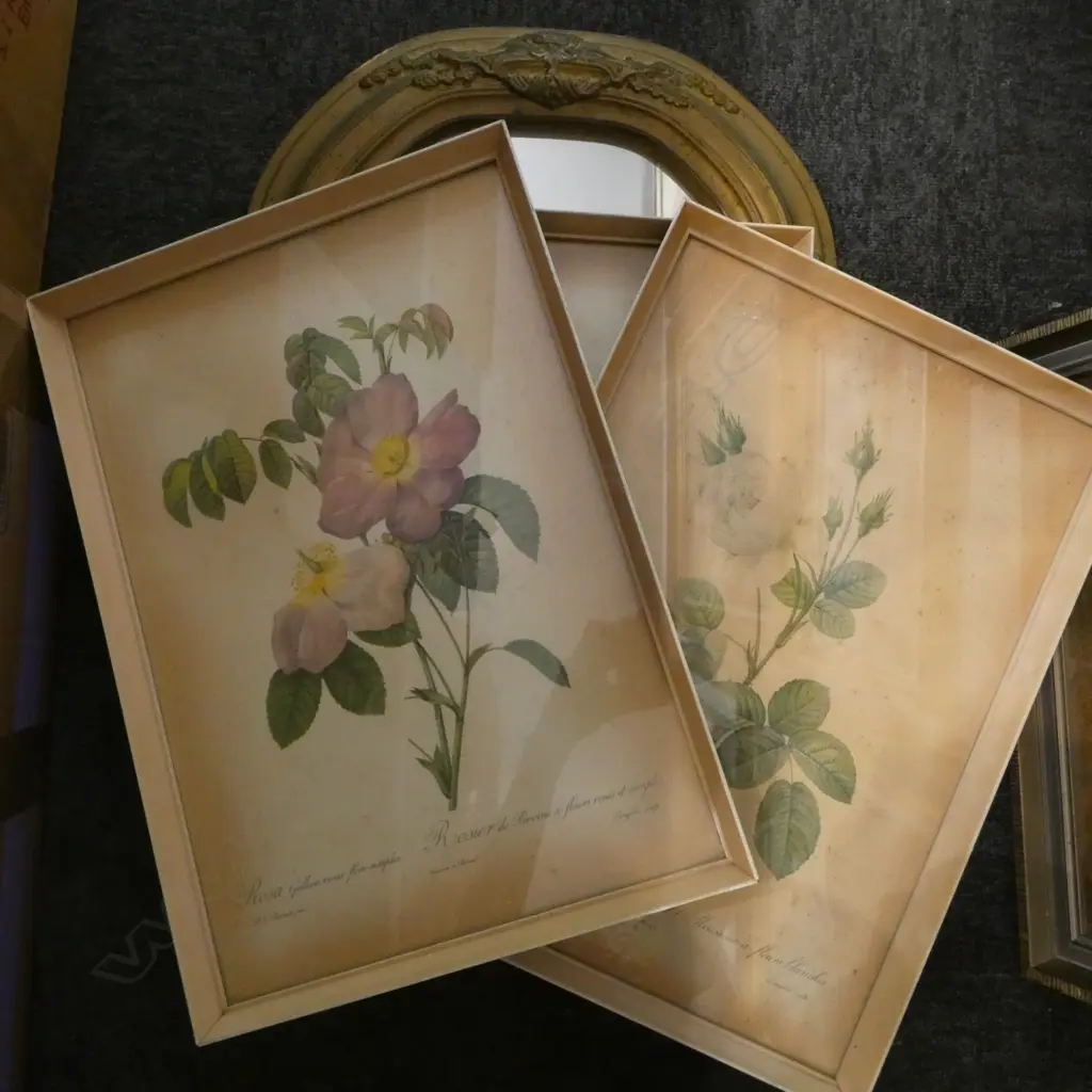 GILT FRAMED WALL MIRROR L570 & 3 FOXED BOTANICAL PRINTS Image 1++