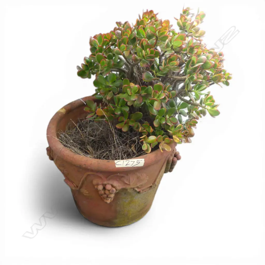 LG TERRACOTTA PLANTER H.380mm w. JADE MONEY TREE Image 1++