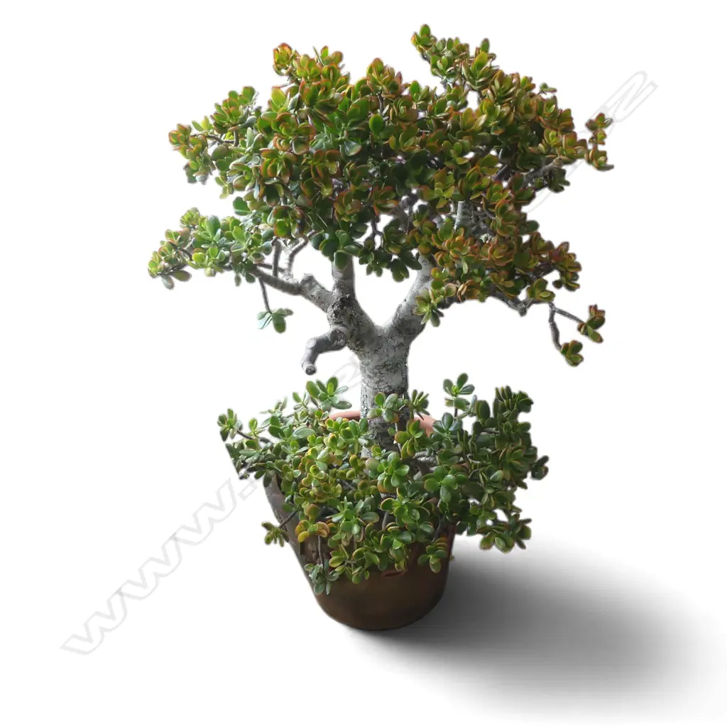 LG TERRACOTTA PLANTER H.380mm w. JADE MONEY TREE  Image 1++