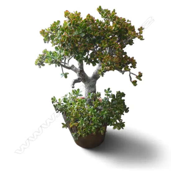 LG TERRACOTTA PLANTER H.380mm w. JADE MONEY TREE 