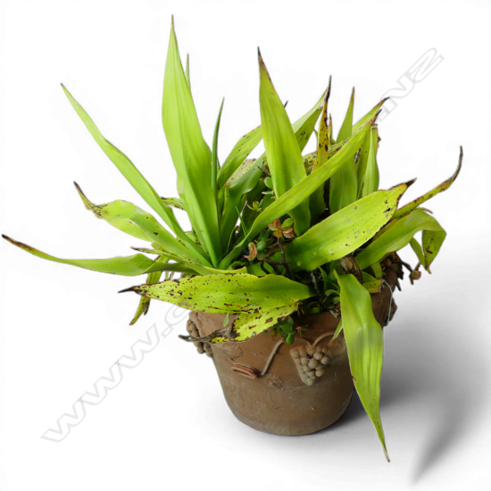 LG TERRACOTTA PLANTER H.380mm w. JADE MONEY TREE & OTHER 