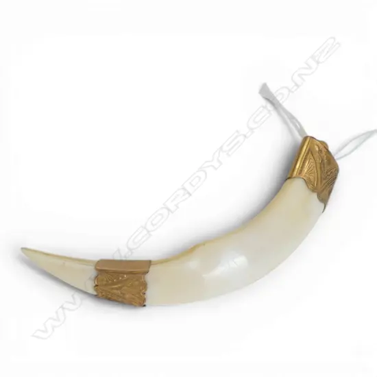 9ct GILDED YELLOW GOLD MOUNTED BOAR'S TUSK BROOCH no pin