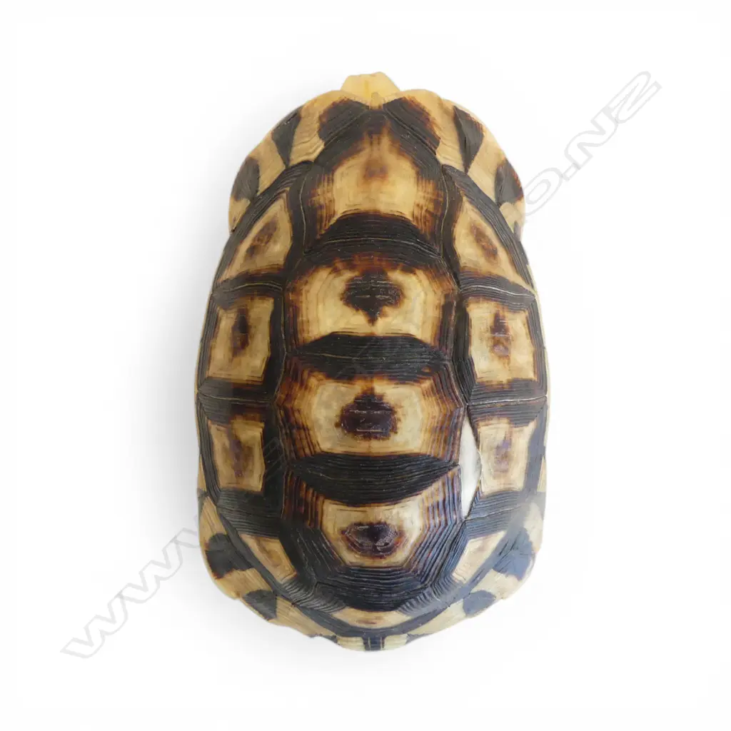 TORTOISE SHELL L.190mm Image 1++
