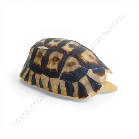 TORTOISE SHELL L.190mm