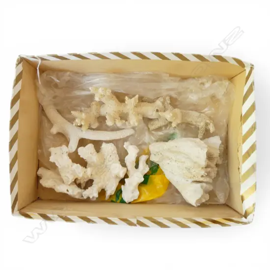 BOX OF CORAL SPECIMENS