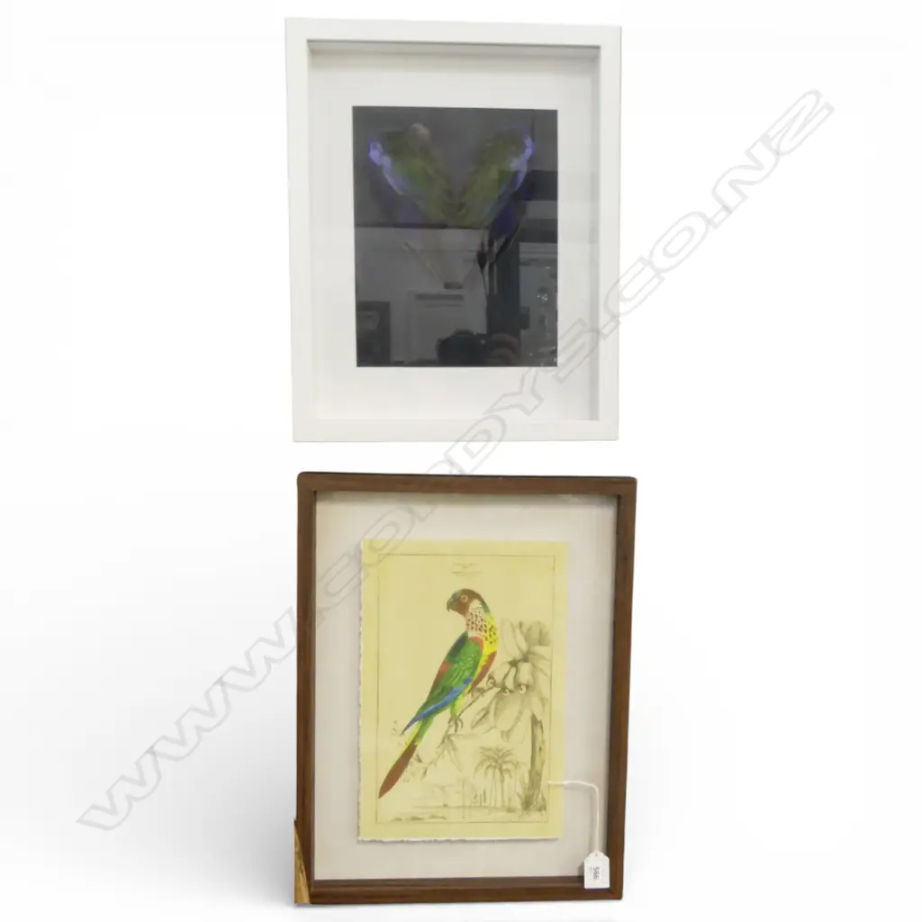FRAMED BIRD WINGS 385x305mm overall size + PARROT PRINT 300x200mm Image 1++
