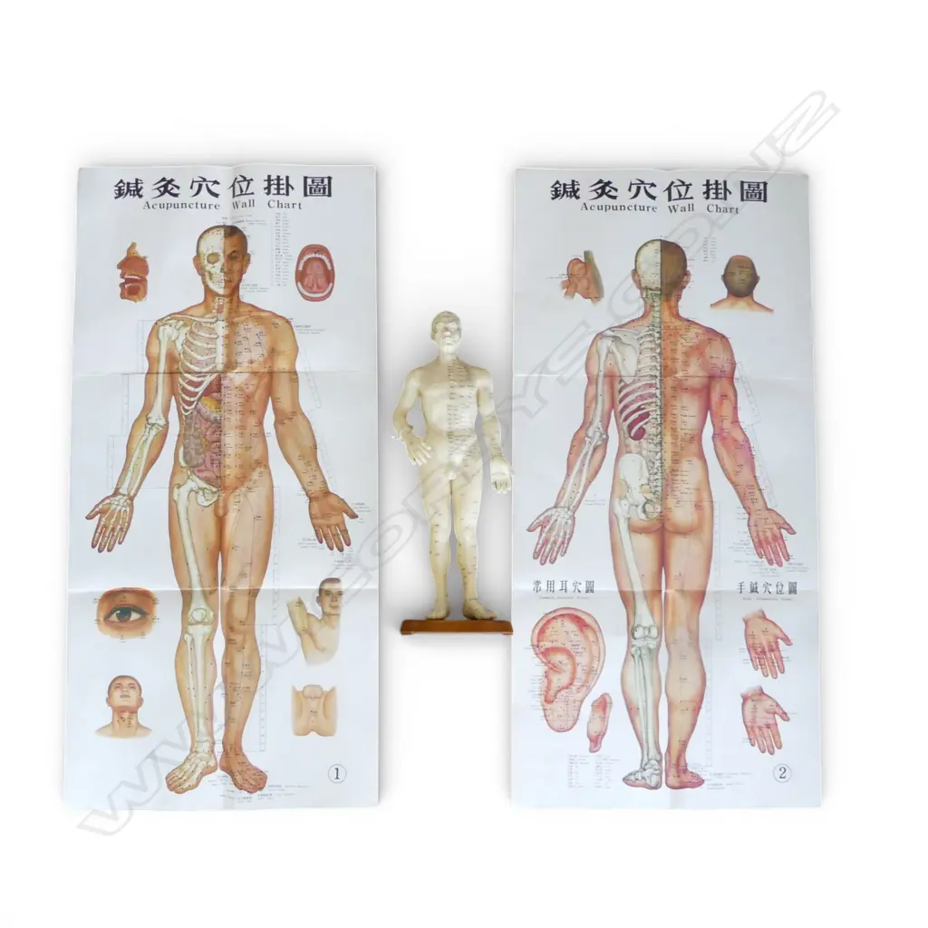CHINESE ACUPUNCTURE BOXED PLASTIC FIGURE H.520mm + CHARTS Image 1++