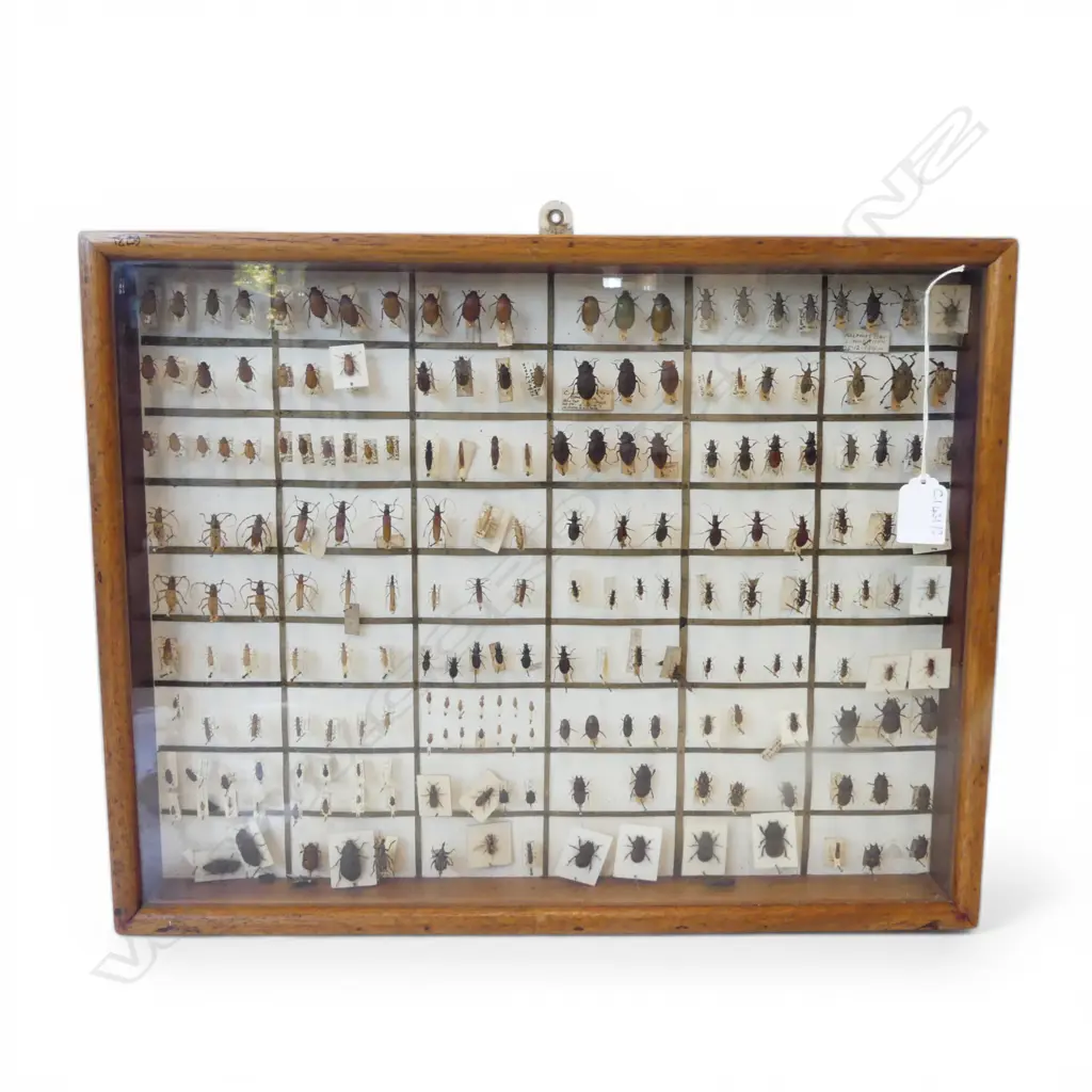 INSECT SPECIMEN DISPLAY 375x480mm Image 1++