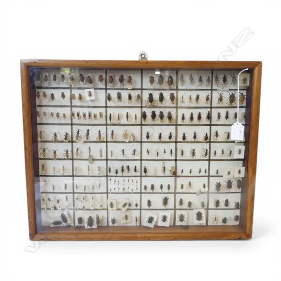INSECT SPECIMEN DISPLAY 375x480mm