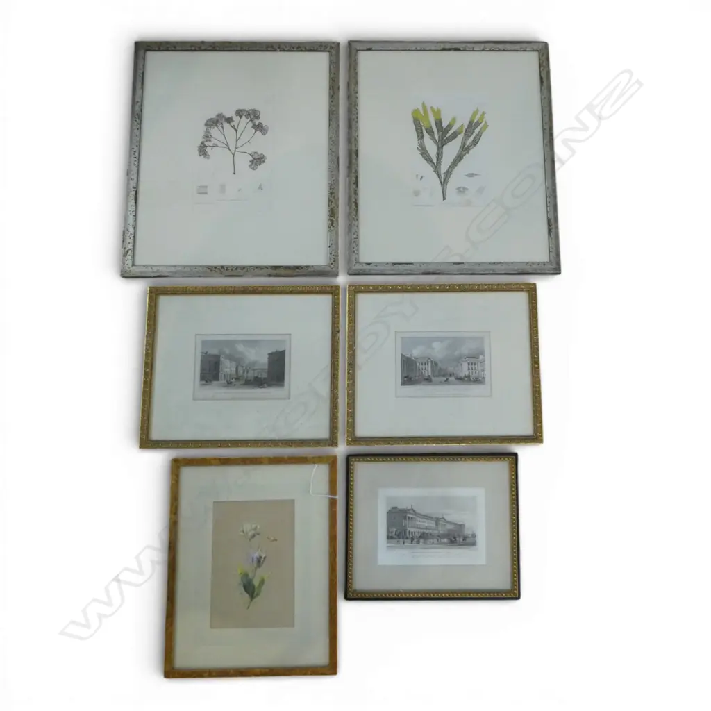 6 ARTWORKS; PR BOTANICAL PRINTS, TULIP WC 205x135mm, 3 LONDON ETCHINGS Image 1++