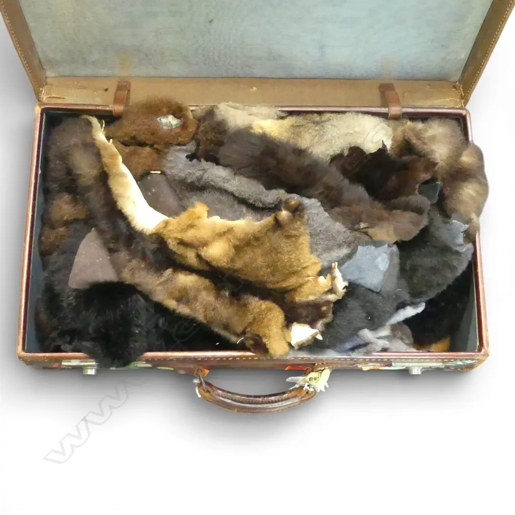 POSSUM PELTS IN OLD LEATHER SUITCASE W.670mm Image 1++