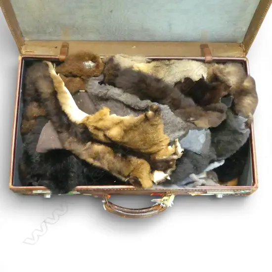 POSSUM PELTS IN OLD LEATHER SUITCASE W.670mm