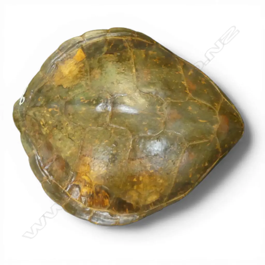 LGE TORTOISHELL 610x560mm Image 1++