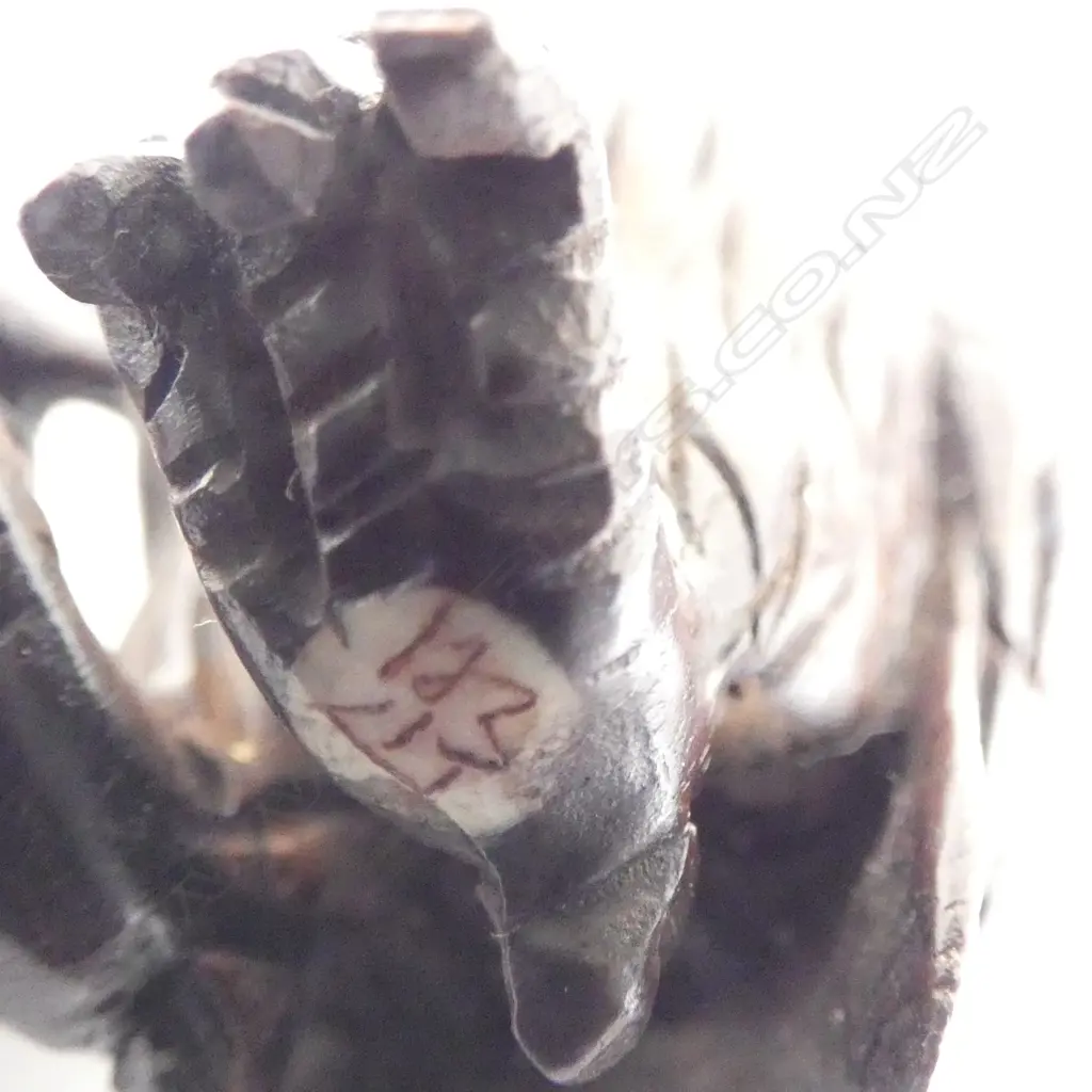 3 CARVED JAPANESE NETSUKE OF ANIMALS, SIGNED, OWL, CHICKEN & A RAM H.60mm Image 1++