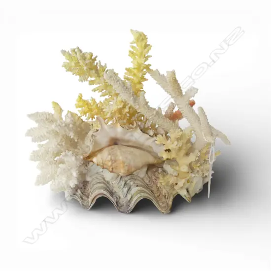 CORAL & SHELL SCULPTURE H.180mm