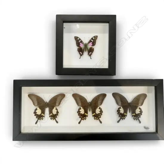 3 FRAMED BUTTERFLY SPECIMANS 115x345mm+ SINGLE FRAMED SPECIMAN