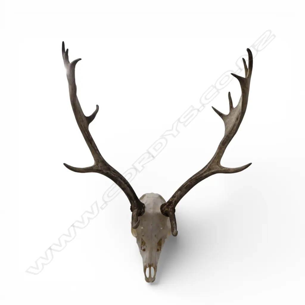 FALLOW DEER SKULL H.740mm Image 1++