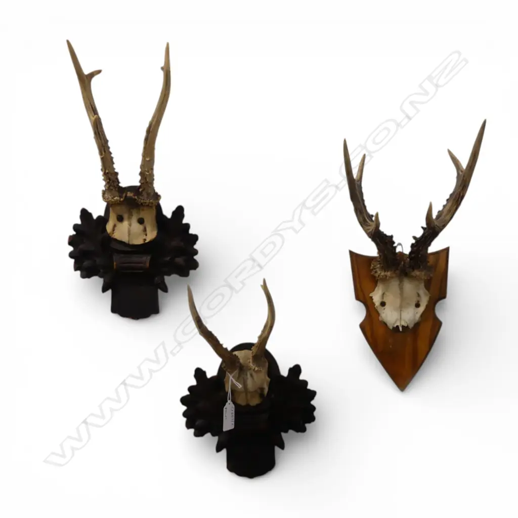 3 PRS MOUNTED ANIMAL HORNS H.350mm Image 1++