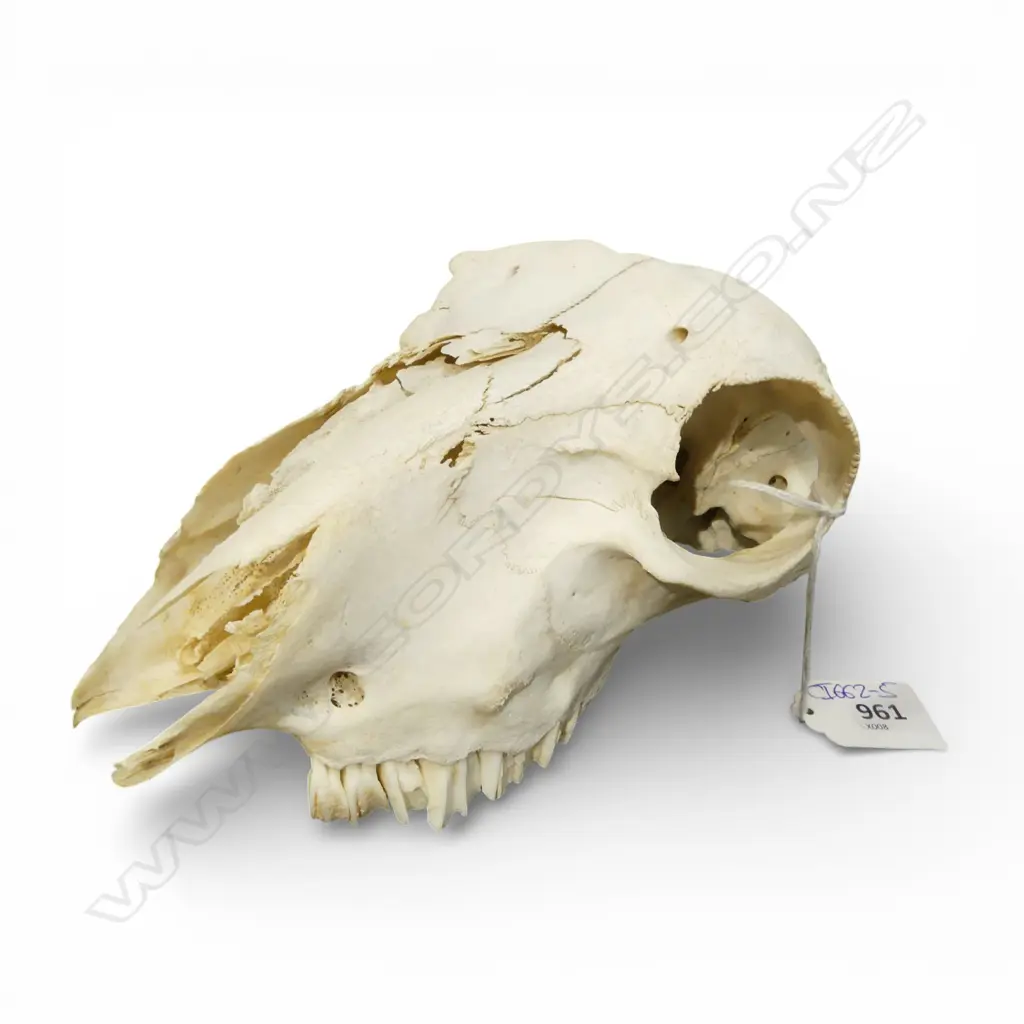 SHEEPS SKULL L.220mm Image 1++