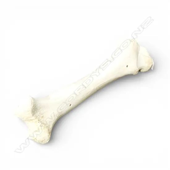 GIRAFFE LEG BONE L.420mm approx.