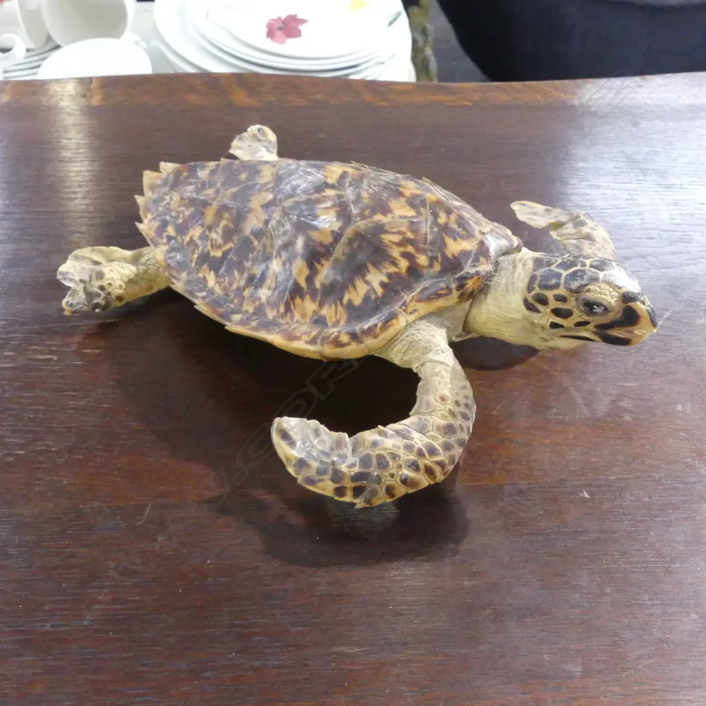 TAXIDERMY TORTOISE L.280mm Image 1++
