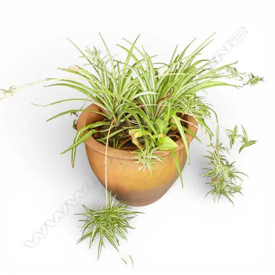 TERRACOTTA POT H.380mm (w. SPIDER PLANT)