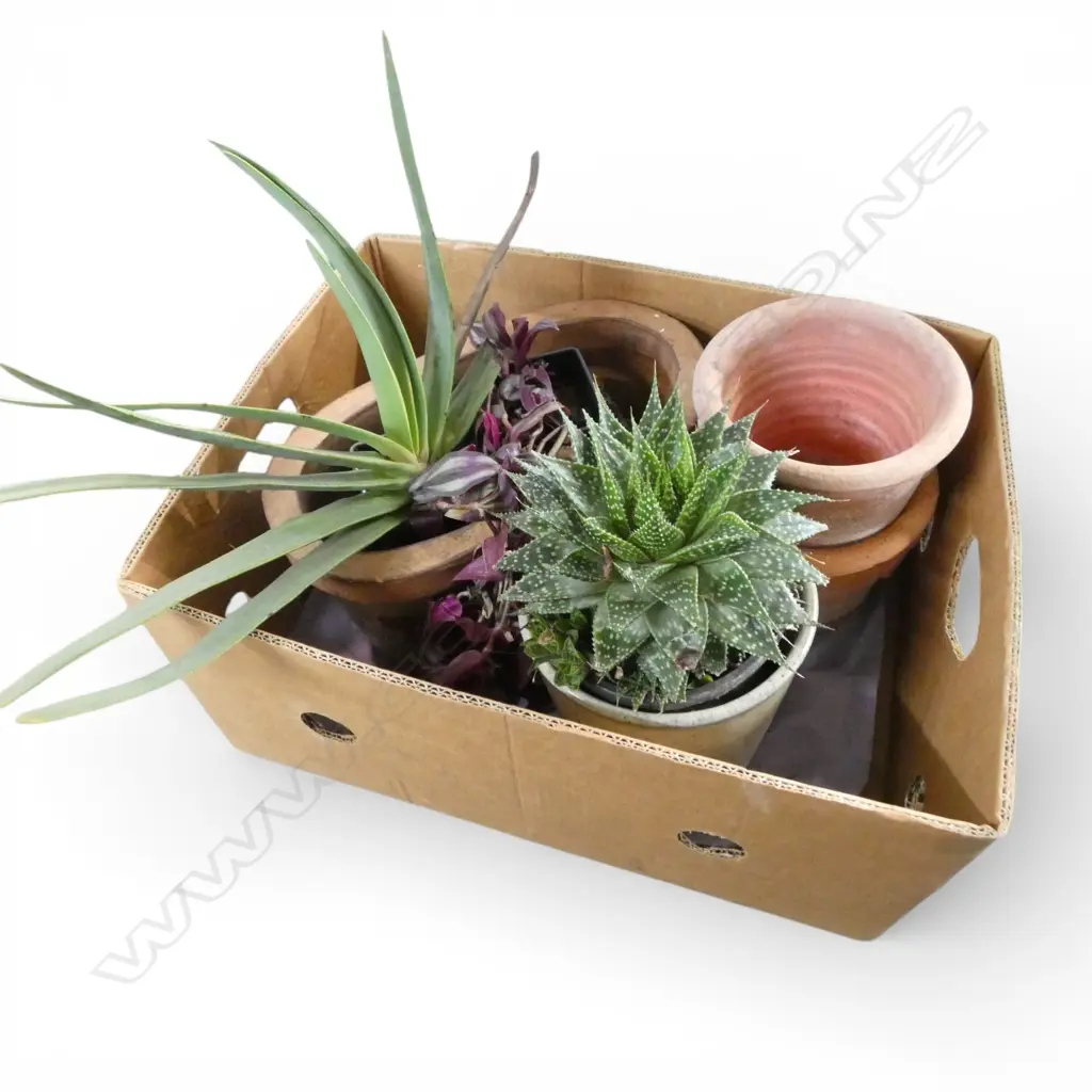 ASST. POT PLANTS Image 1++