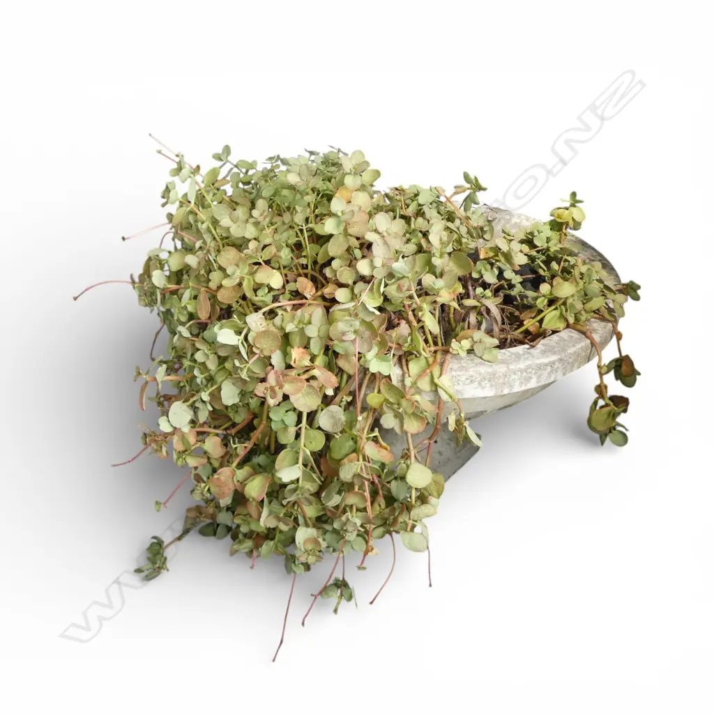 LG CONCRETE GARDEN PLANTER URN w. SUCCULENTS H.455mm, 700mm dia Image 1++