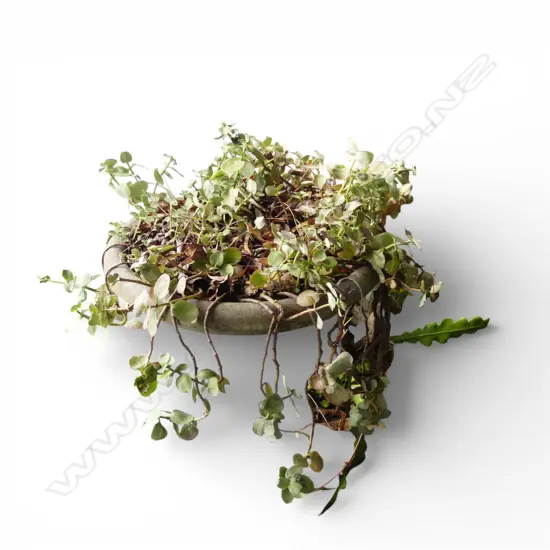CONCRETE BIRD BATH w. TRAILING SUCCULENTS H.700mm