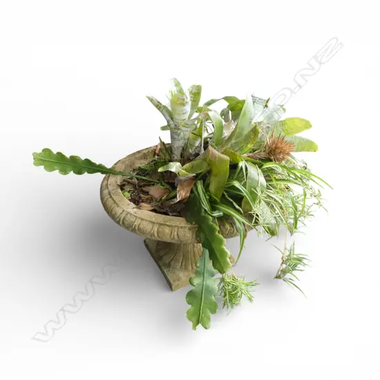 LG 2 PART CONCRETE URN PLANTER w. BROMELIADS 750mm dia