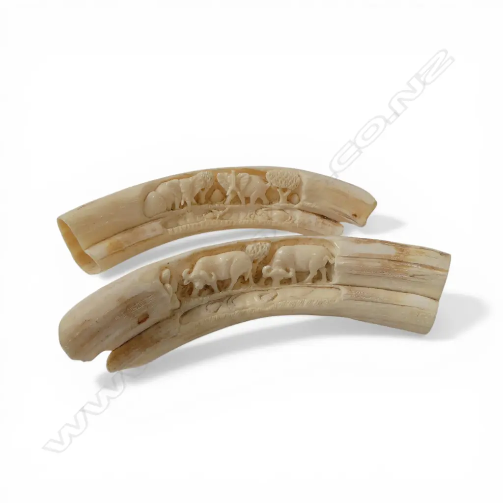 2 CARVED BOAR TUSKS wildebeast & elephants L.180mm Image 1++