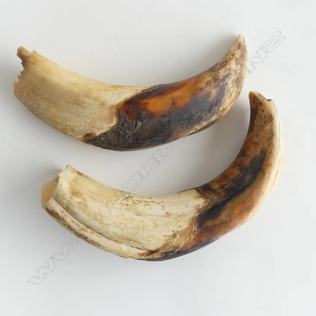 2 WARTHOG TUSKS W.180mm Image 1++