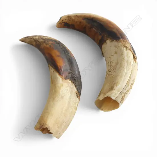 2 WARTHOG TUSKS W.180mm