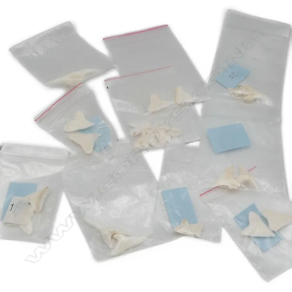 BAG OF SHARK'S TEETH 20+ small size Image 1++