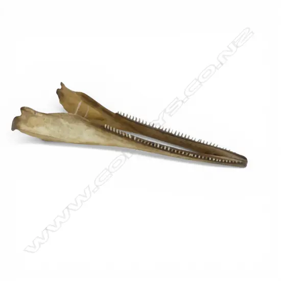 OLD DOLPHIN JAW BONE inscription reading Melbourne Shark L.380mm