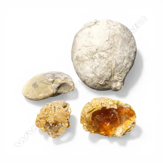 2 FOSSILS + 2 KAURI GUM NUGGETS 