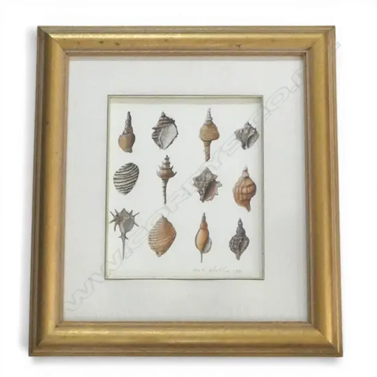 MARK WOOLLER, SEASHELL STUDY, GOUACHE, SIGNED, 320 X 270mm