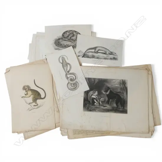 ASST. ANTIQUE ANIMAL PRINTS