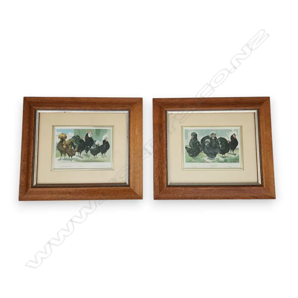 TWO ROOSTER & CHICKEN PRINTS Image 1++