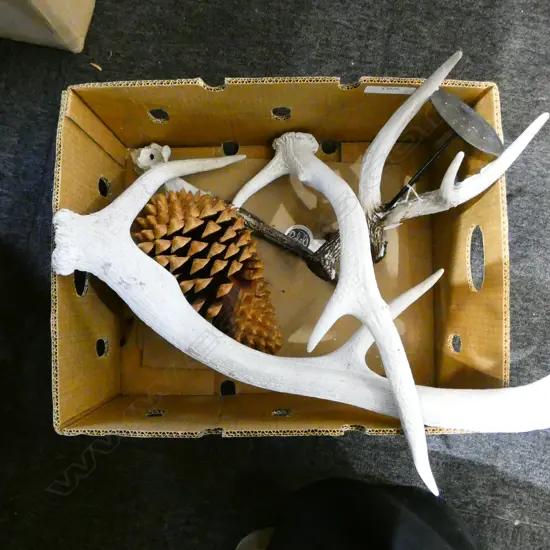 4 ANTLER PCES LARGEST L.670mm + COULTER PINE CONE L.2600mm