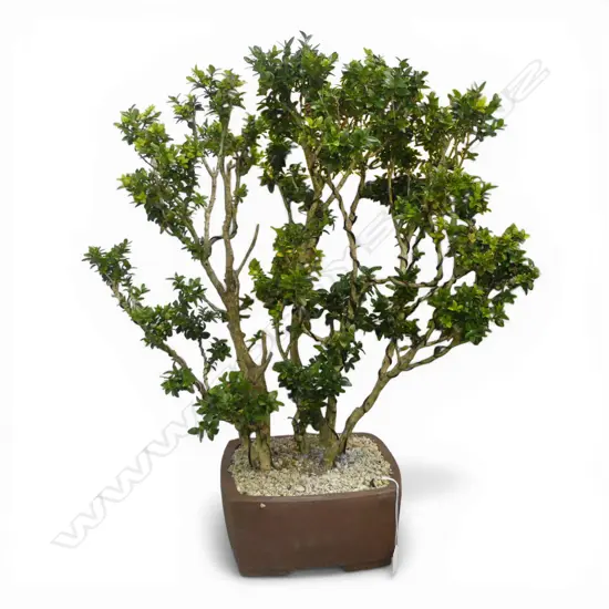 BUXUS BONSAI H.700mm