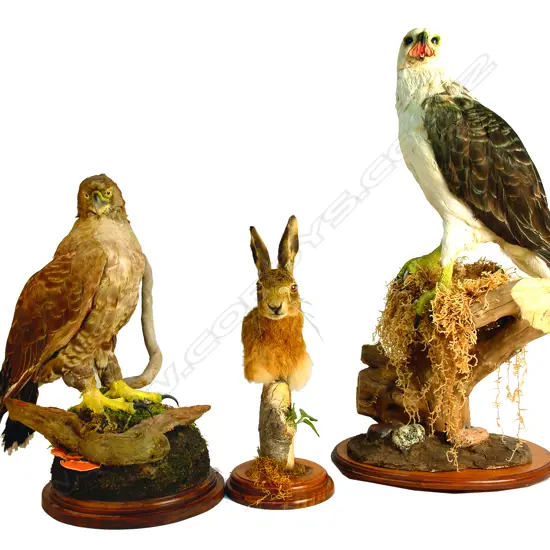 A taxidermy white-bellied sea eagle